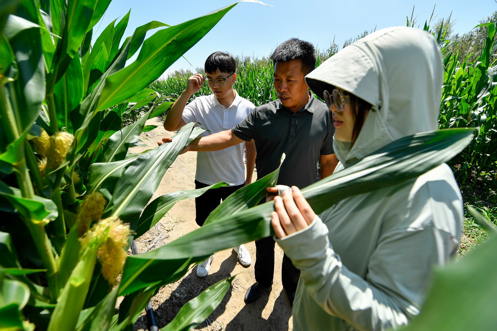7月21日，在位于吉林省四平市梨樹縣的“科技小院”試驗田，鑫源農機農民專業合作社理事長趙剛（中）向大學生們介紹玉米生長情況。