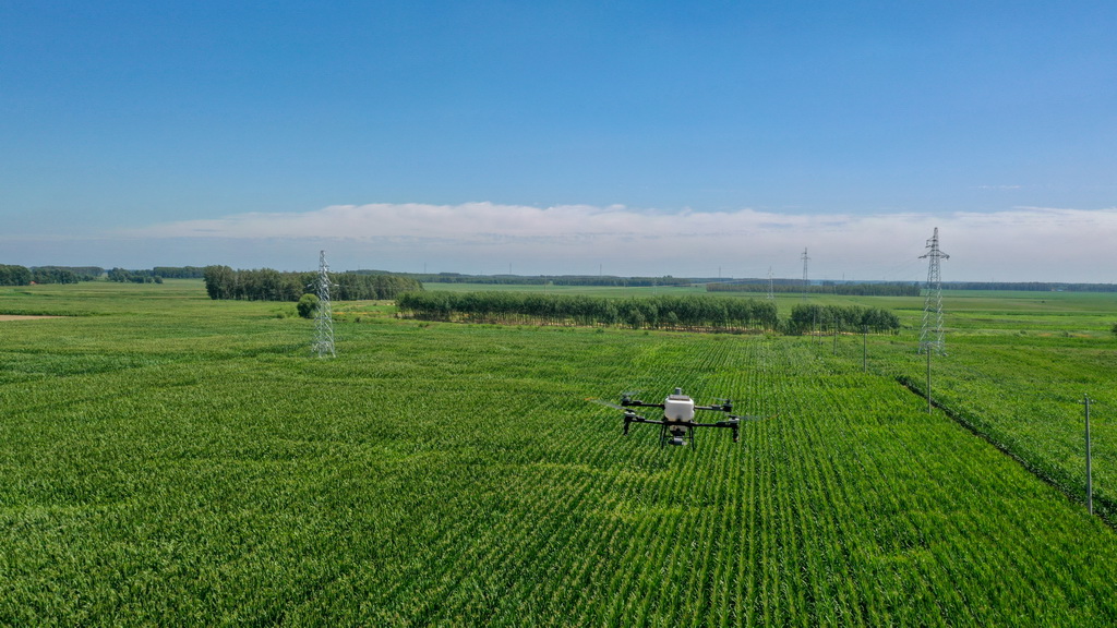 7月21日，在位于吉林省四平市梨樹縣的“科技小院”試驗田，植保無人機為玉米精準施肥（無人機拍攝）。