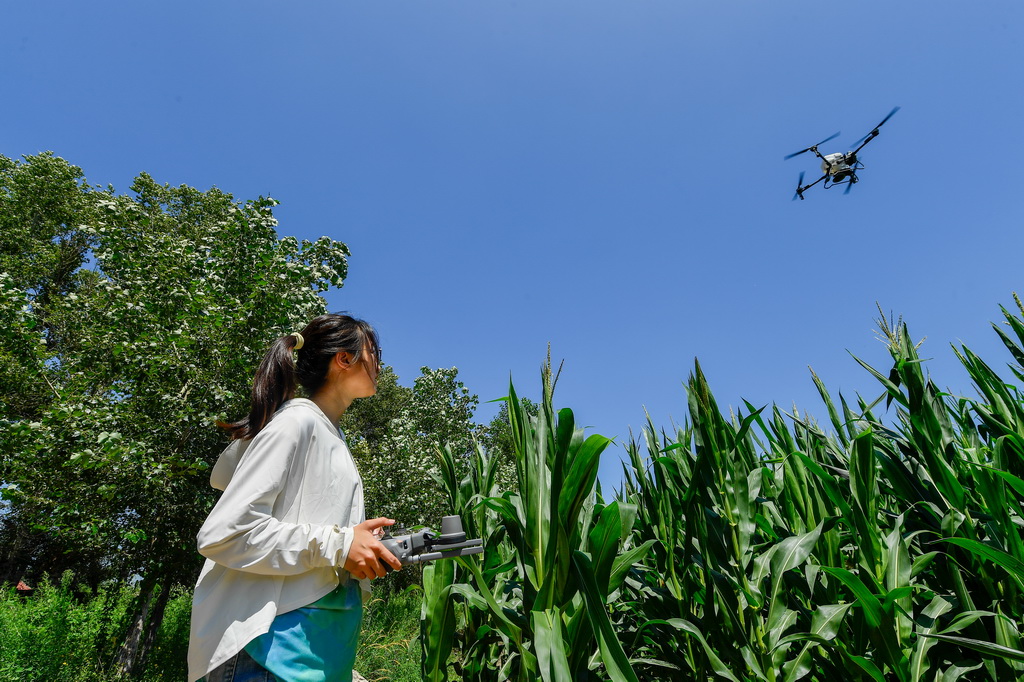 7月21日，在位于吉林省四平市梨樹縣的“科技小院”試驗田，中國農業大學學生黃怡操控植保無人機為玉米精準施肥。