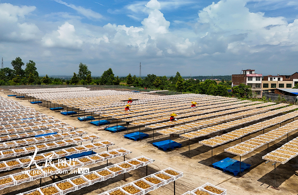 湖南祁東:小黃花 大產業【2】