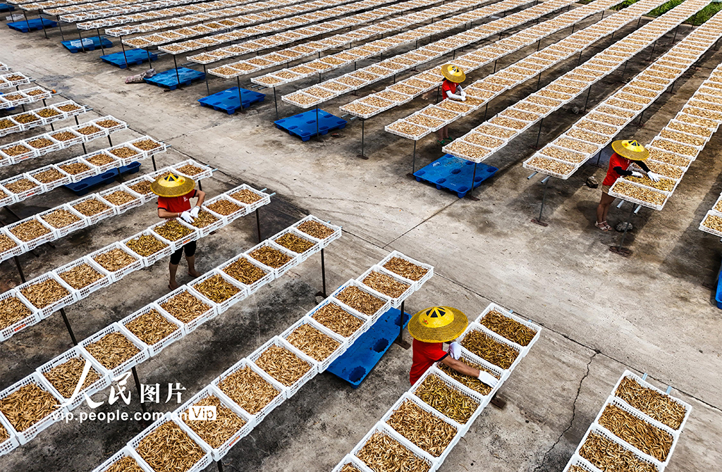 湖南祁東:小黃花 大產業【3】