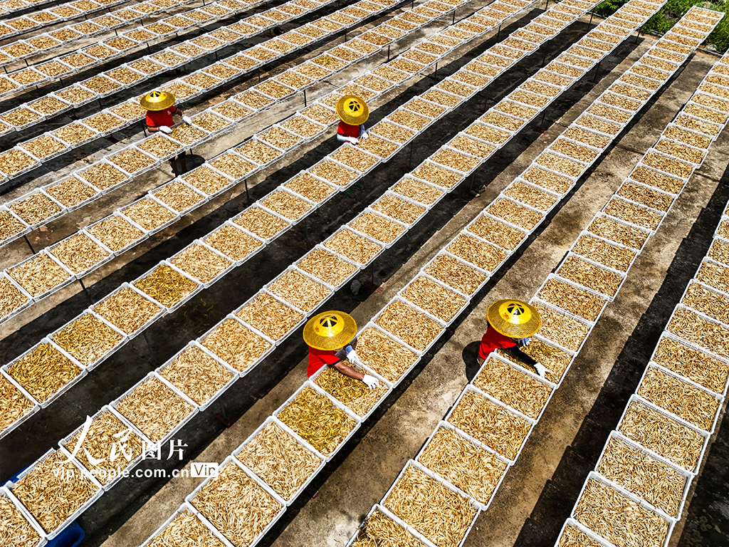 湖南祁東:小黃花 大產業【4】