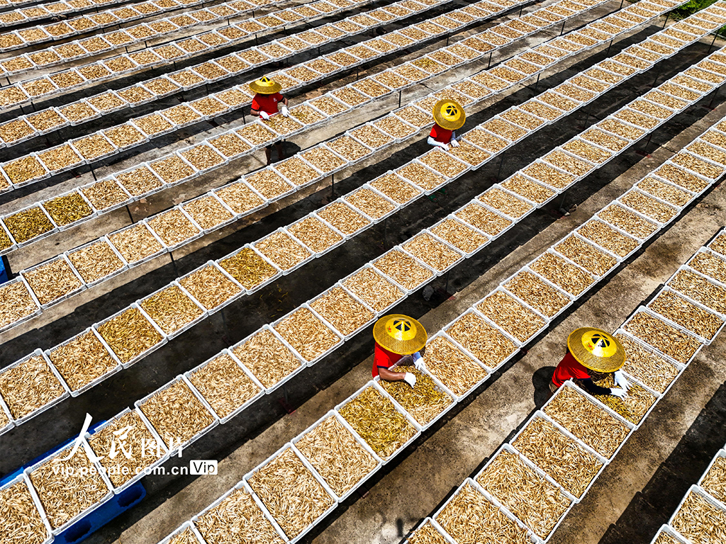 湖南祁東:小黃花 大產業【5】