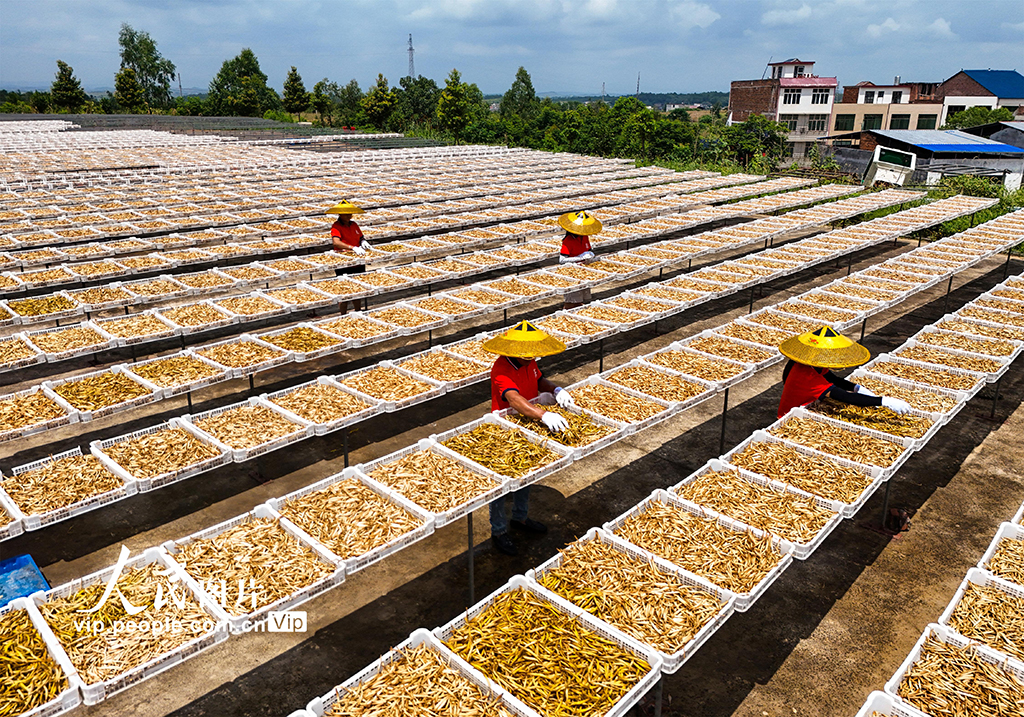 湖南祁東:小黃花 大產業【6】