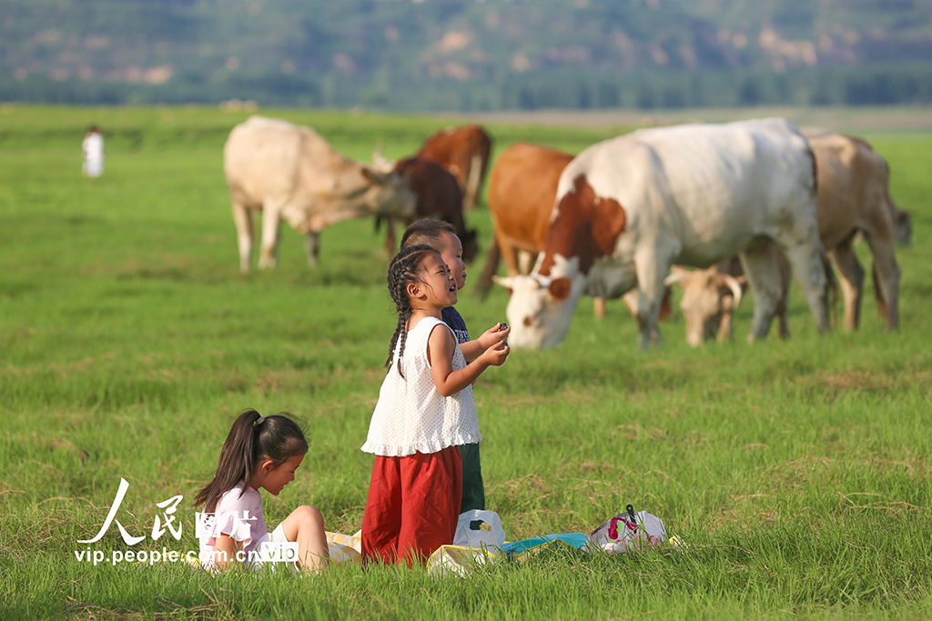 河南:三門峽庫區現“生態草原”景觀【2】