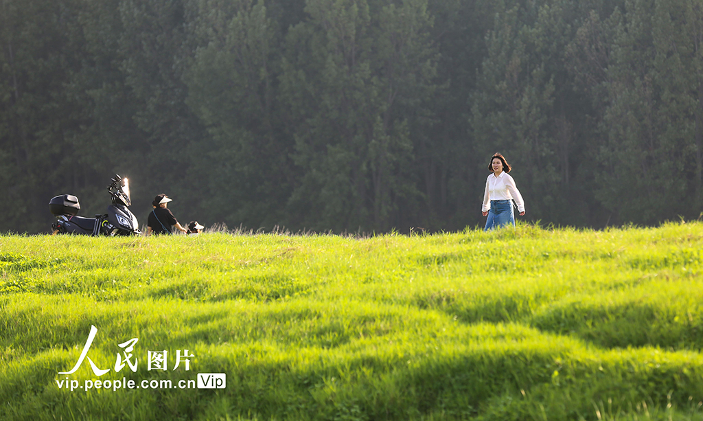 河南:三門峽庫區現“生態草原”景觀【3】