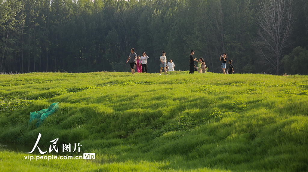 河南:三門峽庫區現“生態草原”景觀【4】