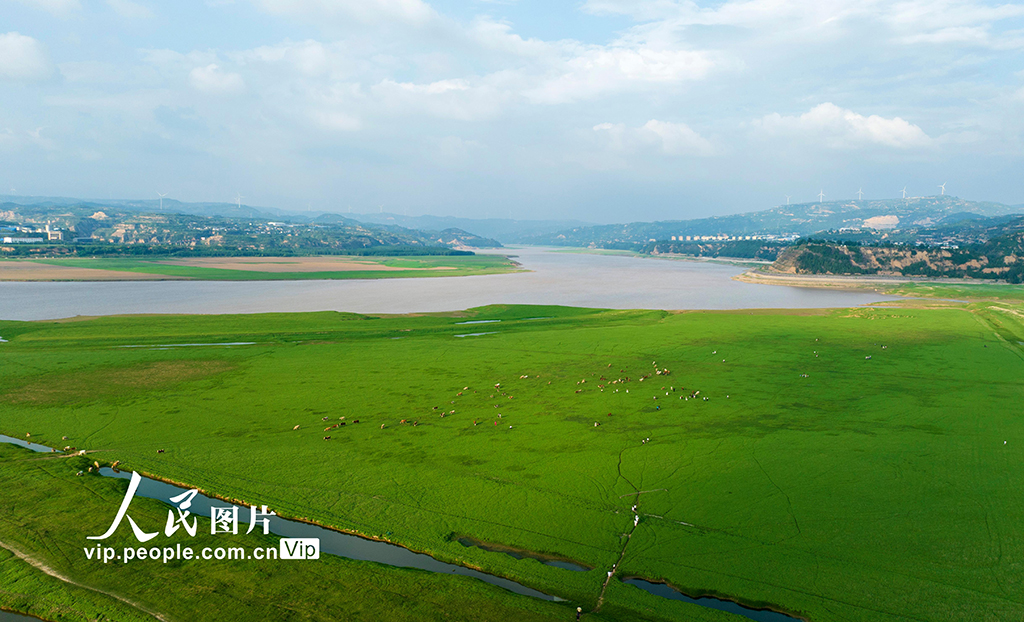 河南:三門峽庫區現“生態草原”景觀【5】