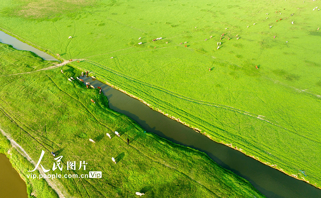 河南:三門峽庫區現“生態草原”景觀【6】