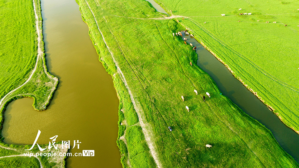 河南:三門峽庫區現“生態草原”景觀【7】