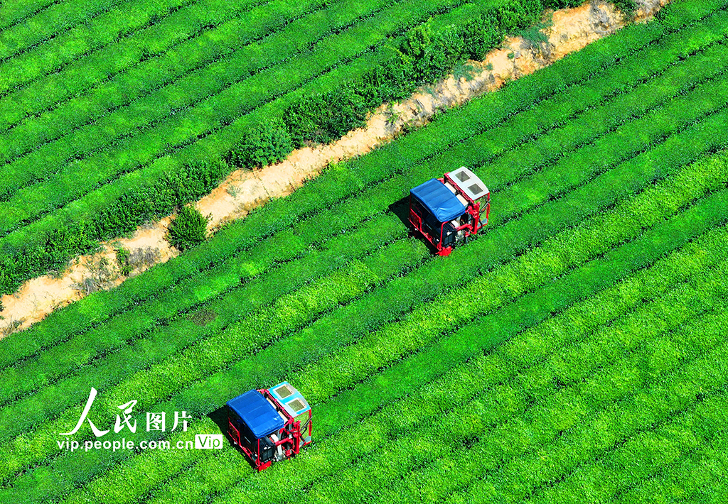 江西泰和:采收茶葉【2】