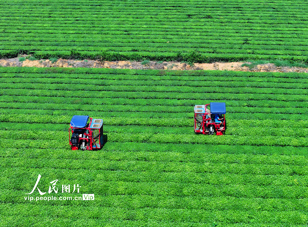 江西泰和:采收茶葉【3】