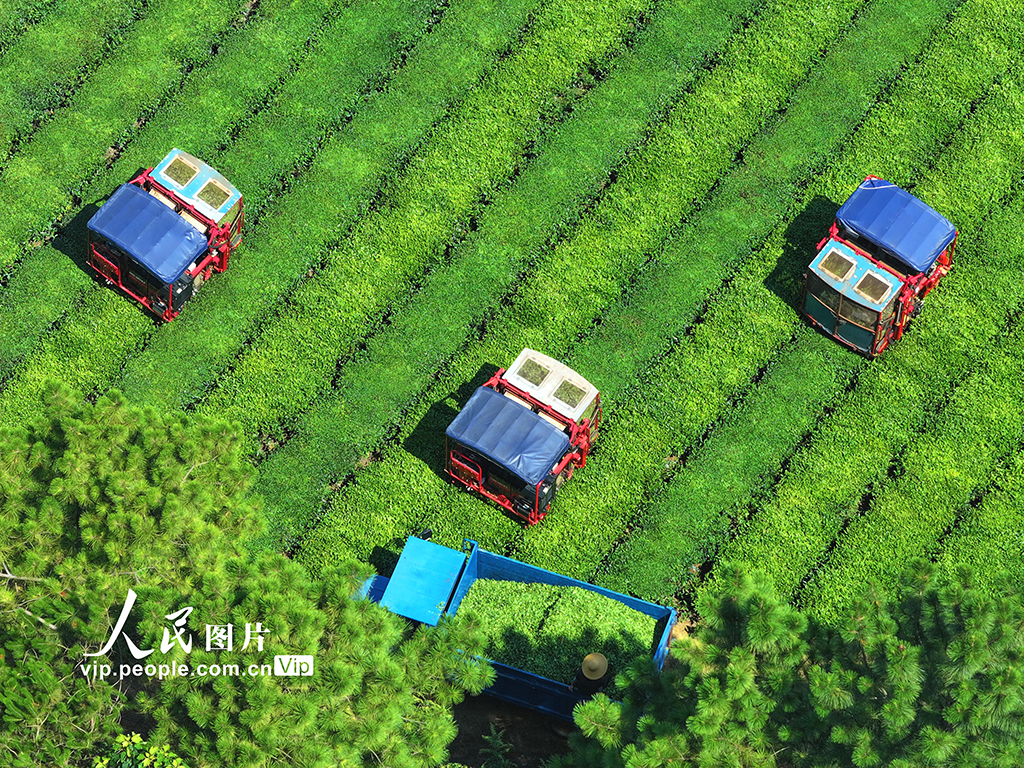 江西泰和:采收茶葉【4】