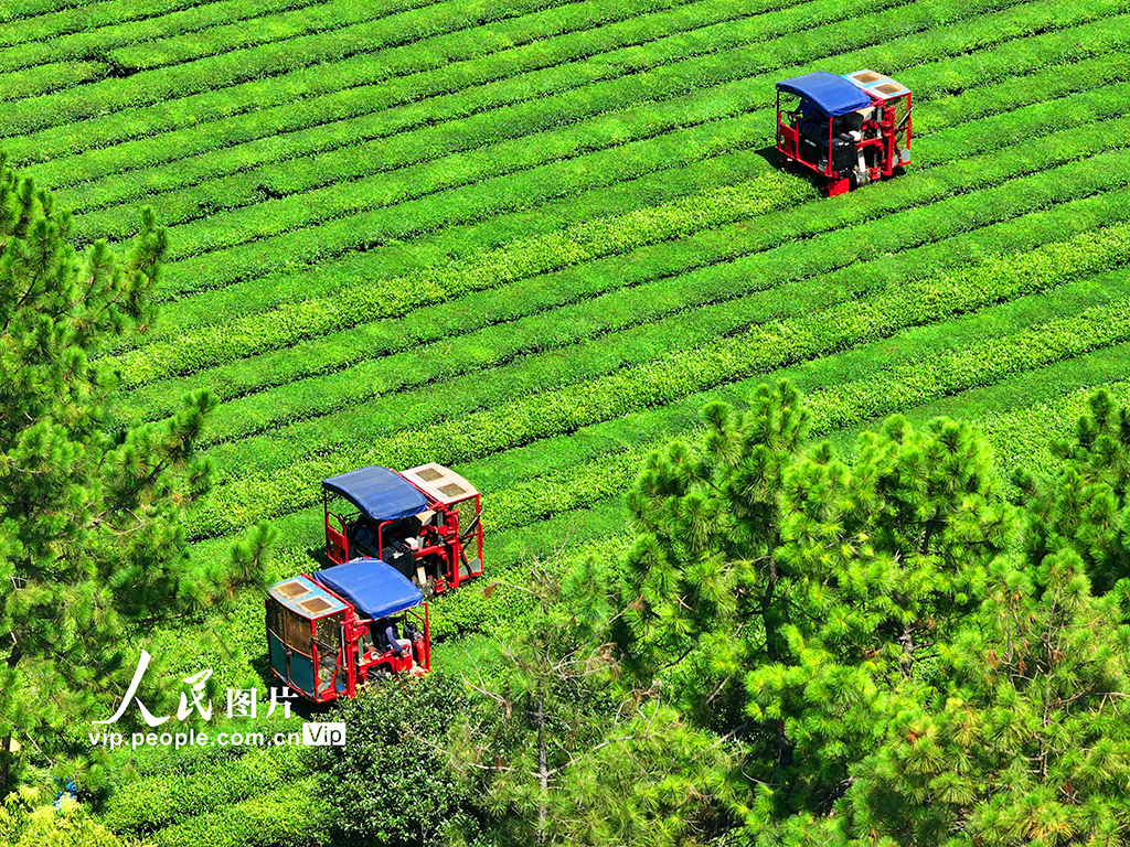 江西泰和:采收茶葉【5】