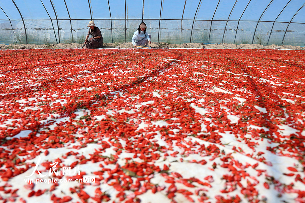 甘肅山丹：焉支山下結出“致富果”