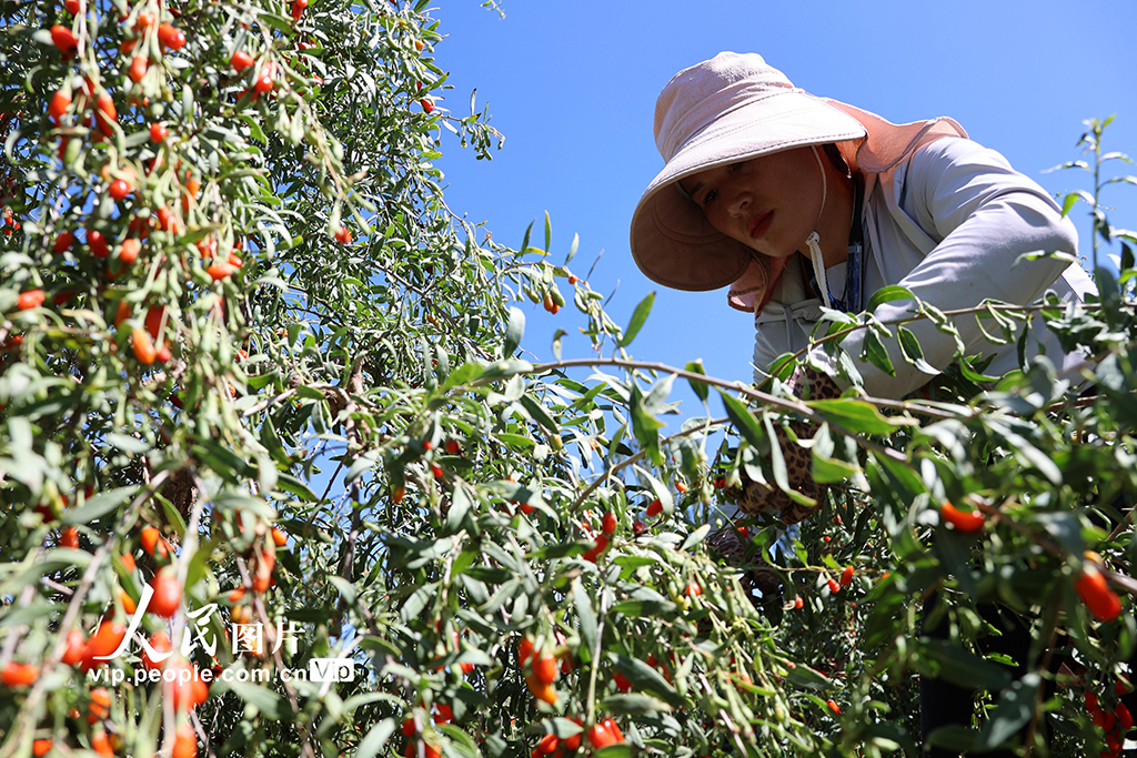 甘肅山丹:焉支山下結出“致富果”【5】