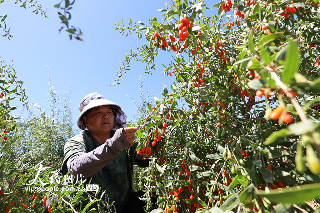 甘肅山丹:焉支山下結出“致富果”【3】