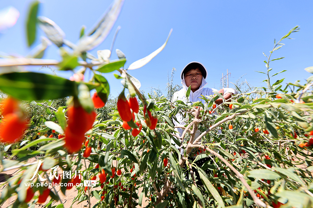 甘肅山丹:焉支山下結出“致富果”【4】