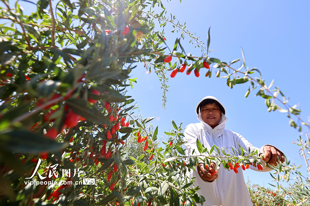 甘肅山丹:焉支山下結出“致富果”【2】