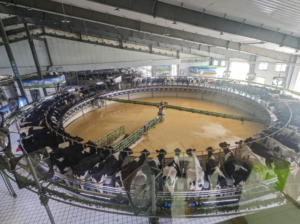 敕勒川生態智慧牧場轉盤式擠奶機。陳斌攝