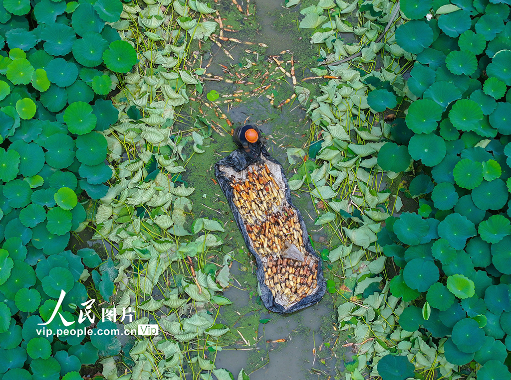 浙江長興:采收蓮藕 供應市場【2】