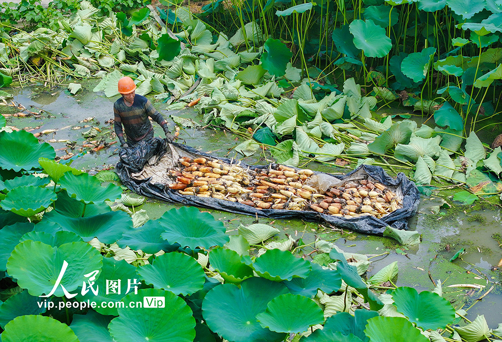 浙江長興:采收蓮藕 供應市場【3】