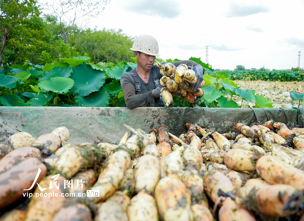 浙江長興:采收蓮藕 供應市場【4】