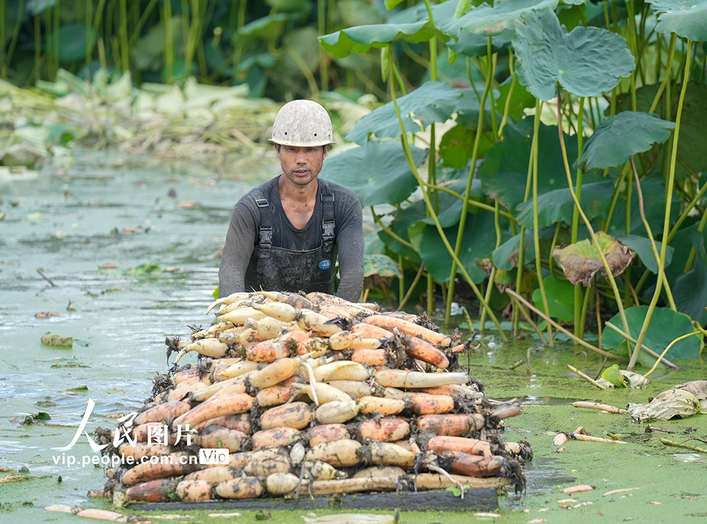 浙江長興:采收蓮藕 供應市場【5】