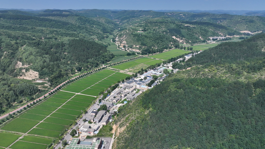 這是南泥灣千畝稻田景色（7月29日攝，無人機照片）。