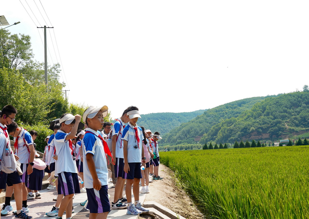 小學生研學團在南泥灣千畝稻田景觀前駐足觀賞（7月29日攝）。