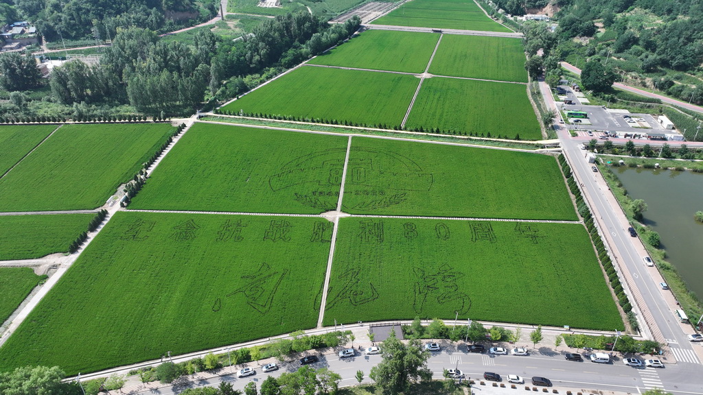 這是南泥灣千畝稻田一隅（7月29日攝，無人機照片）。