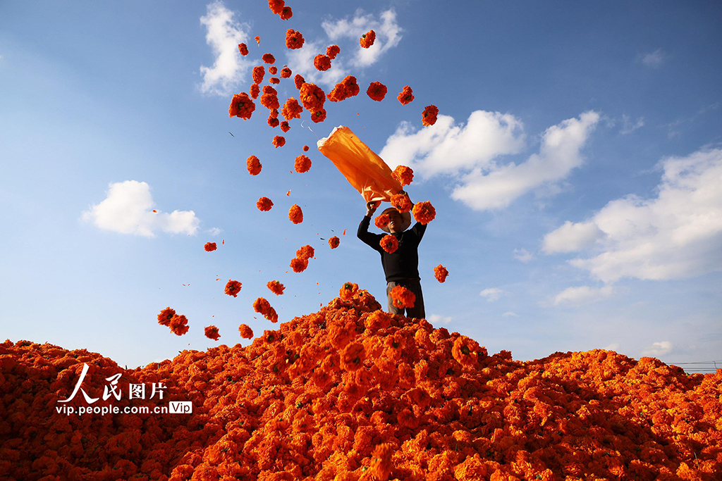 貴州威寧:萬畝菊花助農增收【2】