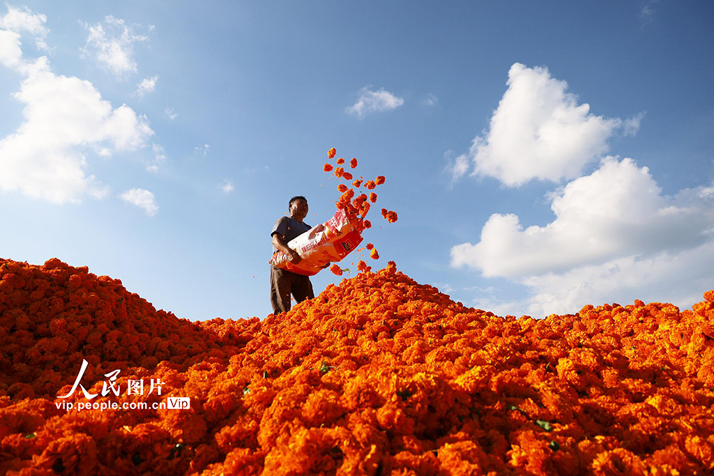 貴州威寧:萬畝菊花助農增收【3】