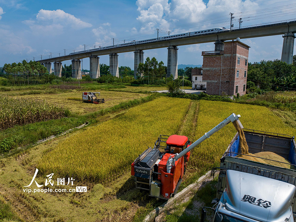 廣西賀州:搶收早稻【2】