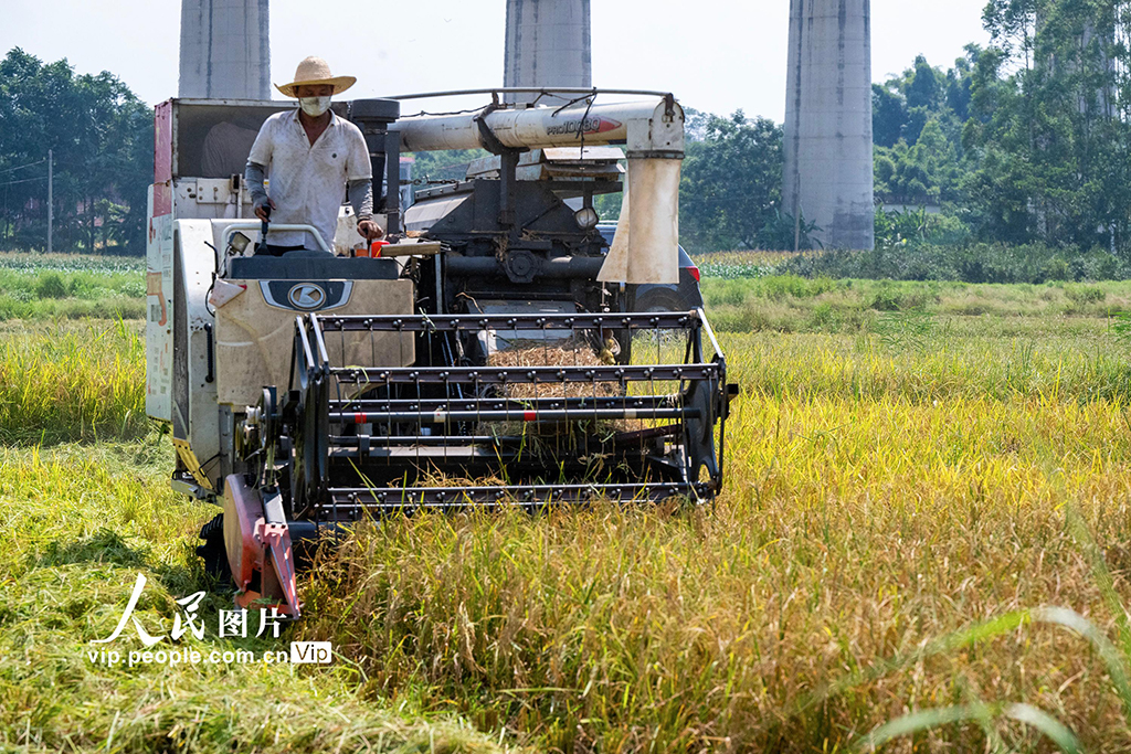 廣西賀州:搶收早稻【3】