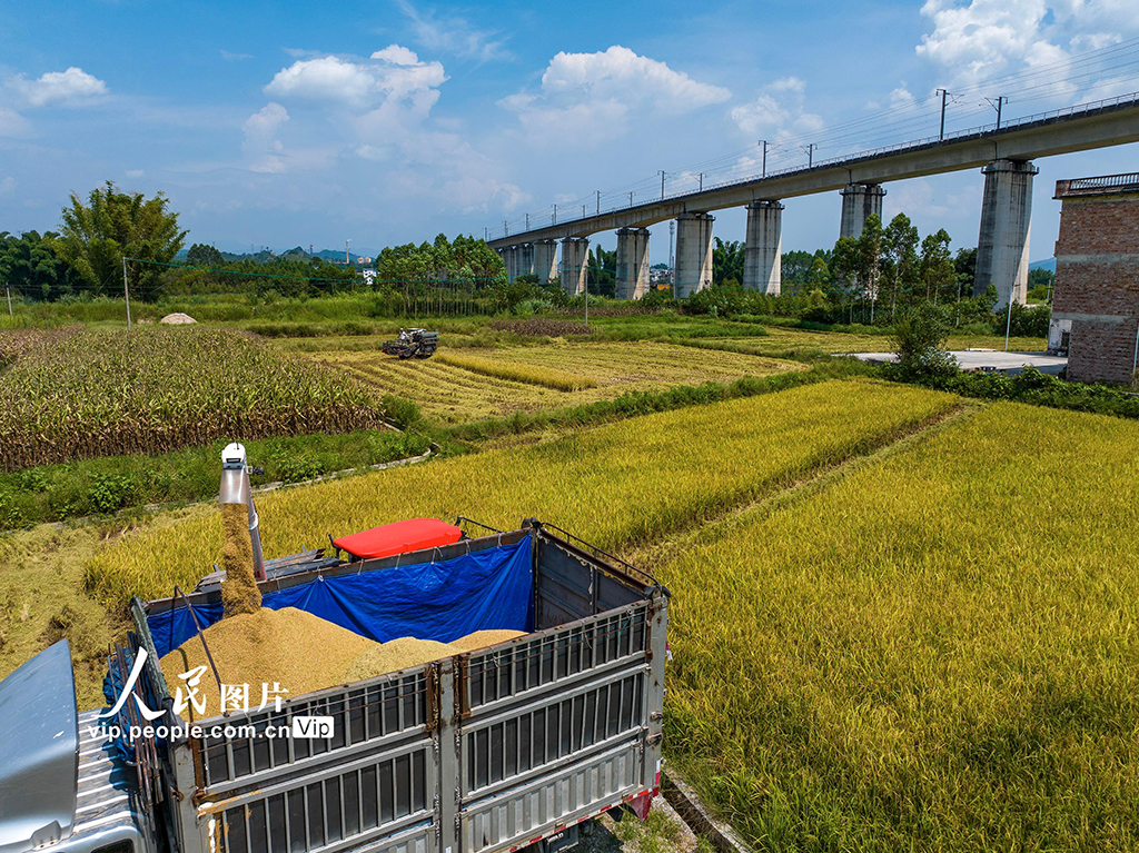 廣西賀州:搶收早稻【4】