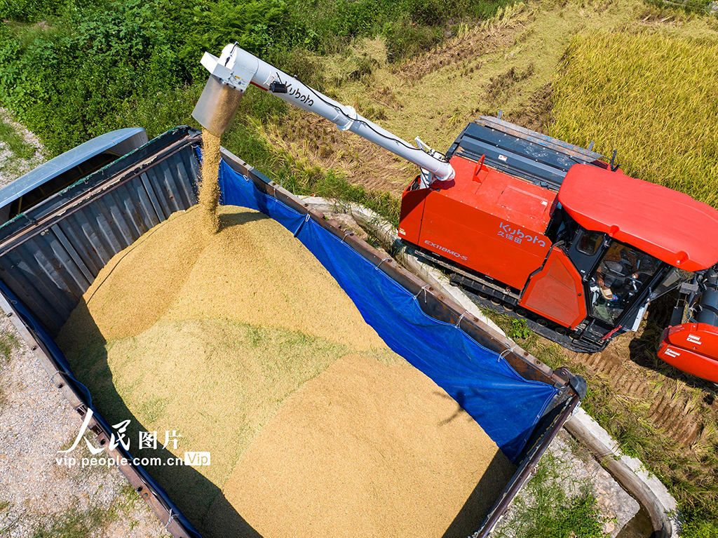 廣西賀州:搶收早稻【5】