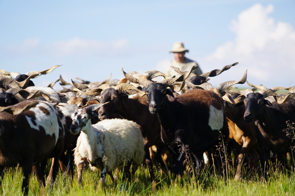 7月30日，牧民在青海省澤庫縣的草原上放牧。新華社記者 耿輝凰 攝