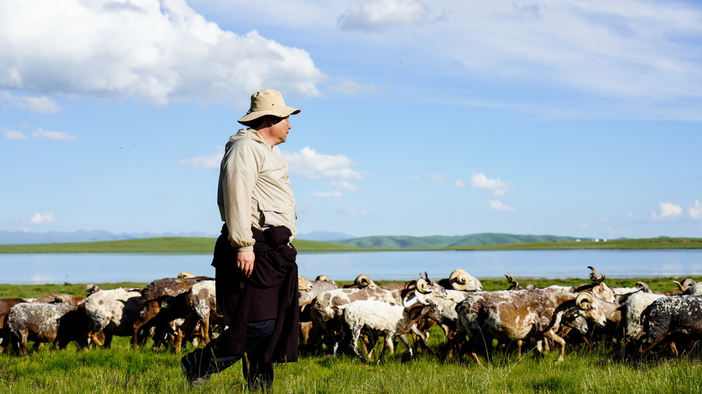 7月30日，牧民在青海省澤庫縣的草原上放牧。新華社記者 王艷 攝