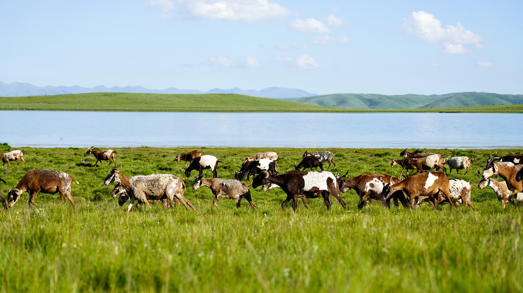 青海澤庫：夏日草原牧牛羊