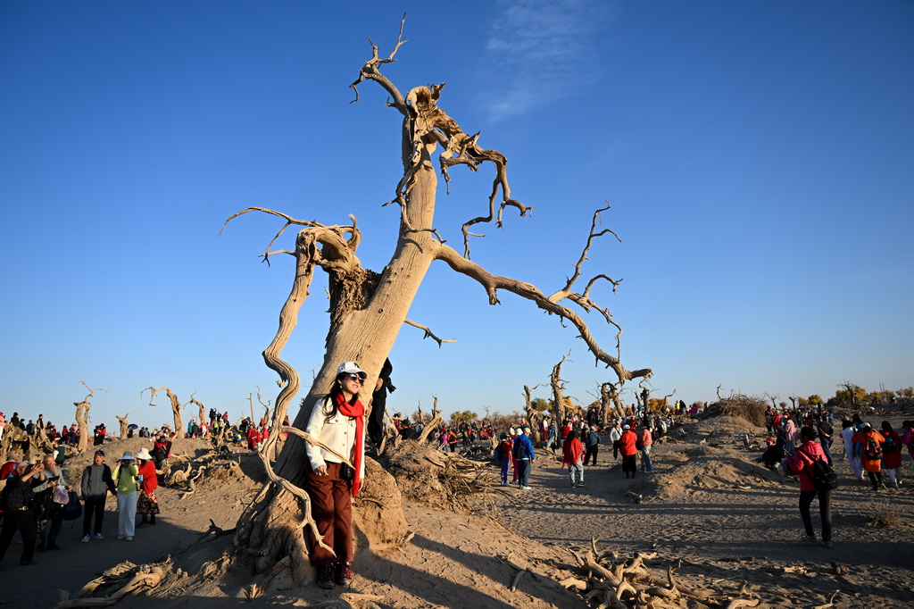 2024年10月14日，游客在內蒙古阿拉善盟額濟納旗怪樹林景區游玩。新華社記者 貝赫 攝