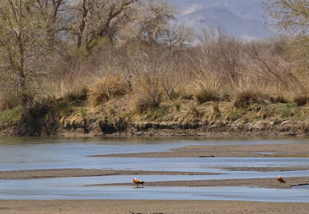 2025年4月22日在內蒙古阿拉善盟額濟納旗弱水河拍攝的赤麻鴨。新華社記者 馬金瑞 攝