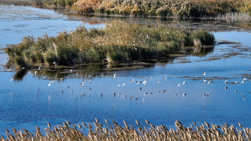 2024年10月14日在內蒙古阿拉善盟額濟納旗拍攝的居延海景區（無人機照片）。新華社記者 貝赫 攝