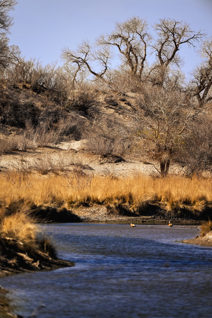 2025年4月22日在內蒙古阿拉善盟額濟納旗拍攝的胡楊林與弱水河。新華社記者 馬金瑞 攝
