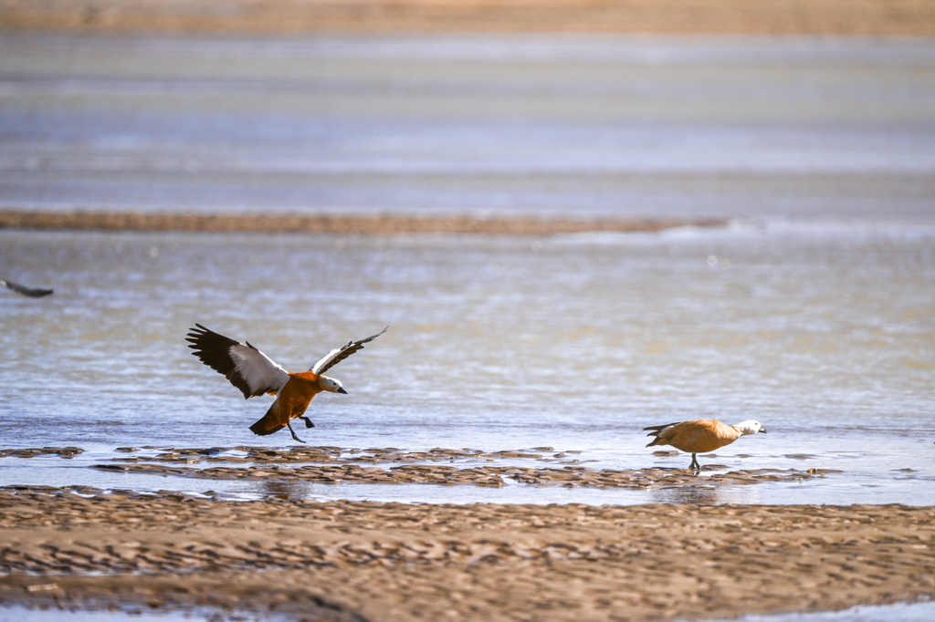 2025年4月22日在內蒙古阿拉善盟額濟納旗弱水河拍攝的赤麻鴨。新華社記者 馬金瑞 攝