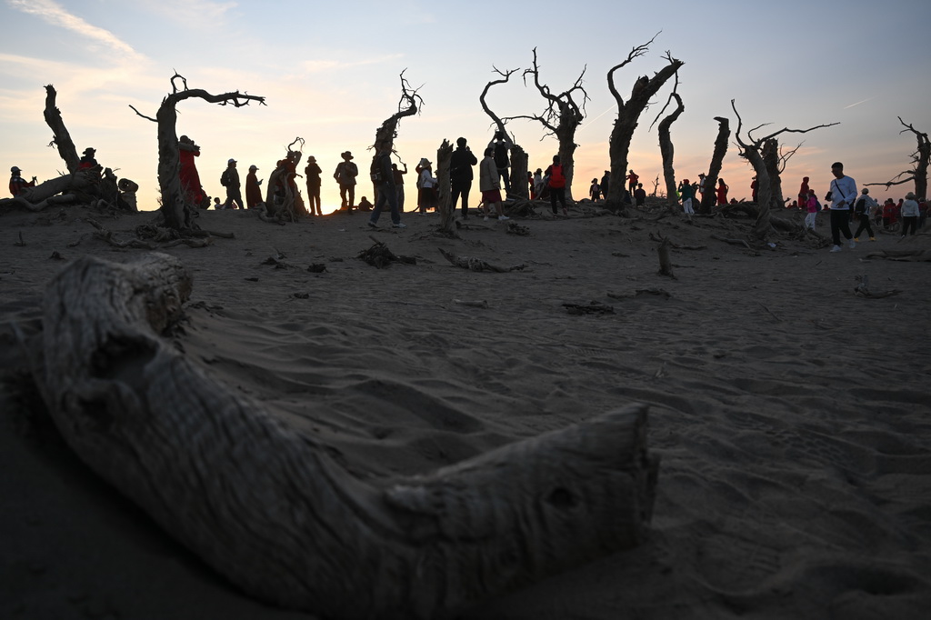 2024年10月14日，游客在內蒙古阿拉善盟額濟納旗怪樹林景區游玩。新華社記者 貝赫 攝