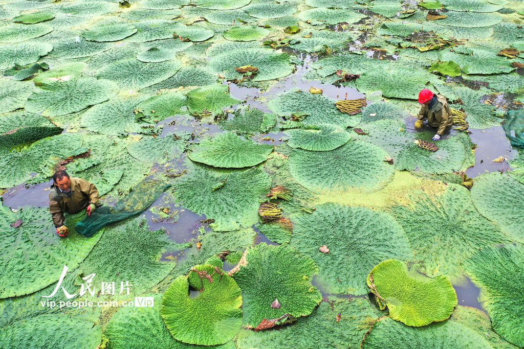 江蘇淮安:芡實迎來采收季【2】