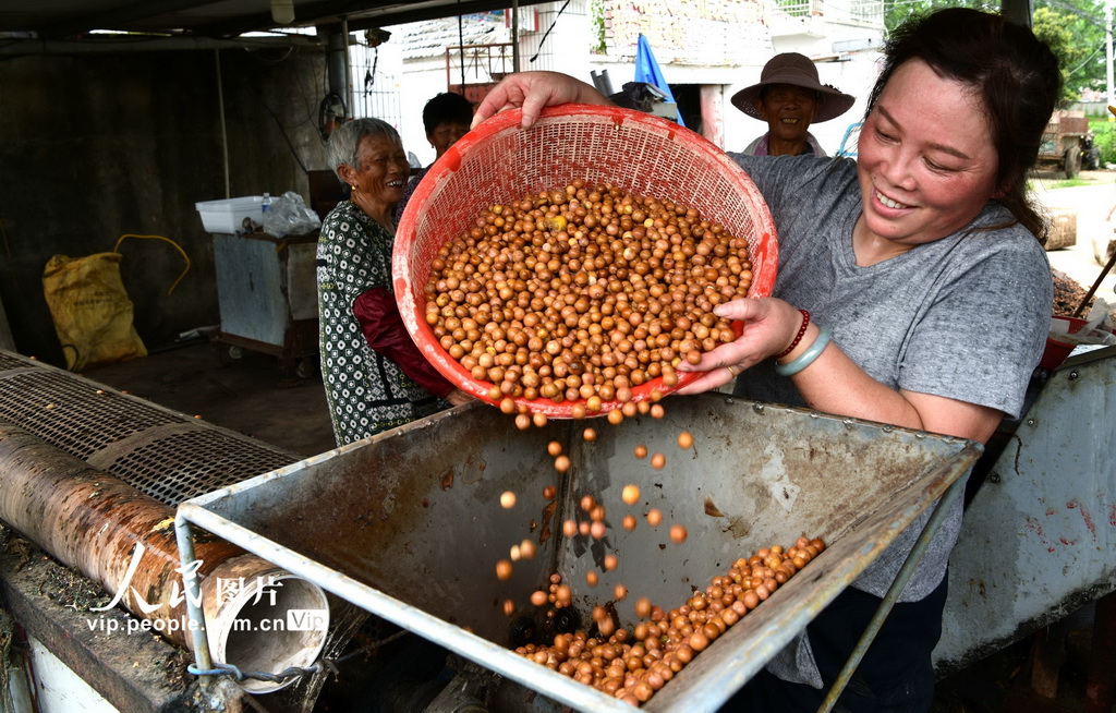 江蘇淮安:芡實迎來采收季【3】