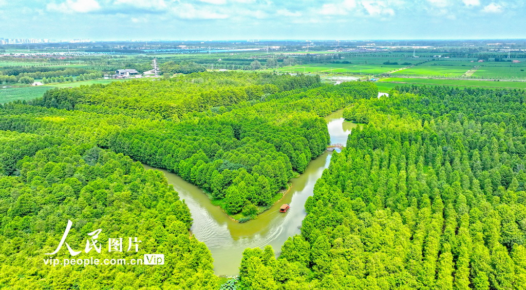 江蘇宿遷:夏日“杉”水畫卷【2】