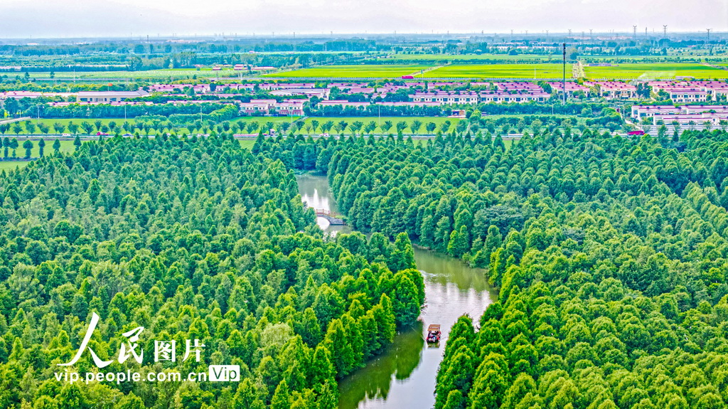 江蘇宿遷:夏日“杉”水畫卷【3】